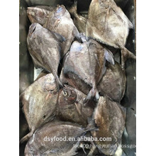 FROZEN BLACK POMFRET WHOLE ROUND